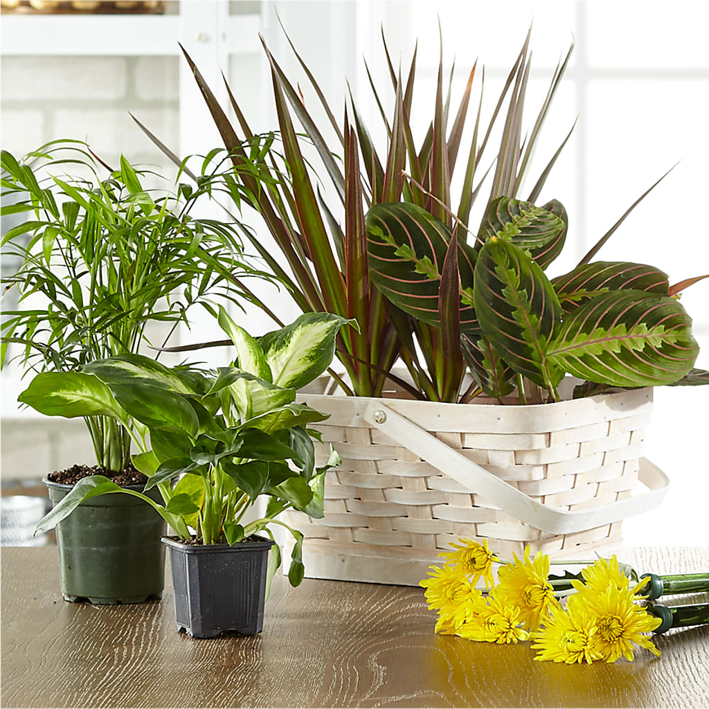 Florist Designed Blooming and Green Plants in a Basket – DOMINO'S BLOOMS, Granbury TX