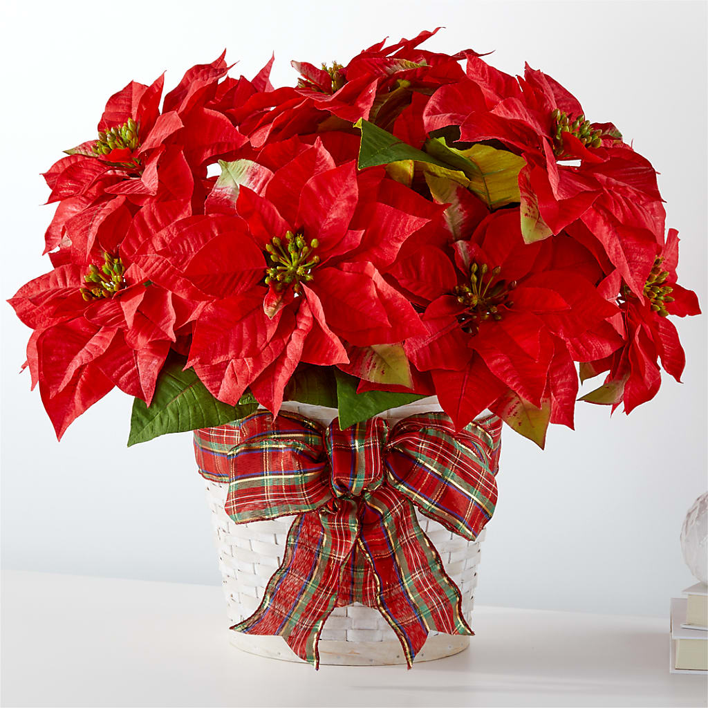Happiest Holidays Poinsettia – DOMINO'S BLOOMS, Granbury TX