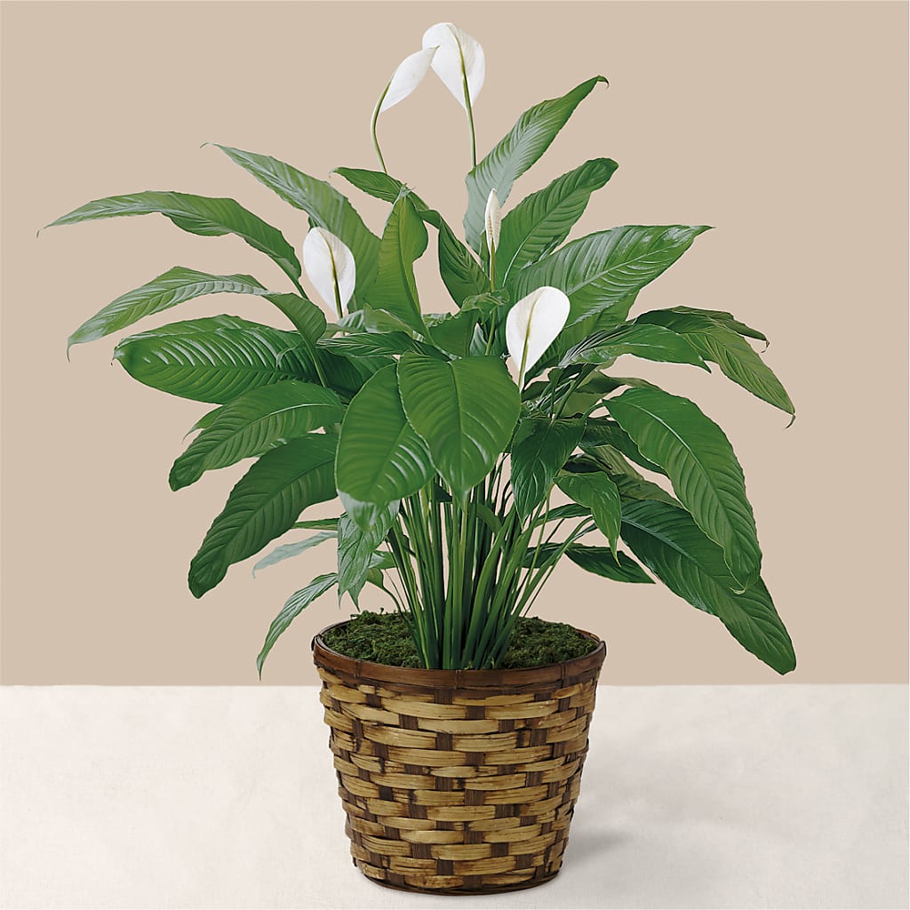 Tranquil Moments Peace Lily Plant – DOMINO'S BLOOMS, Granbury TX