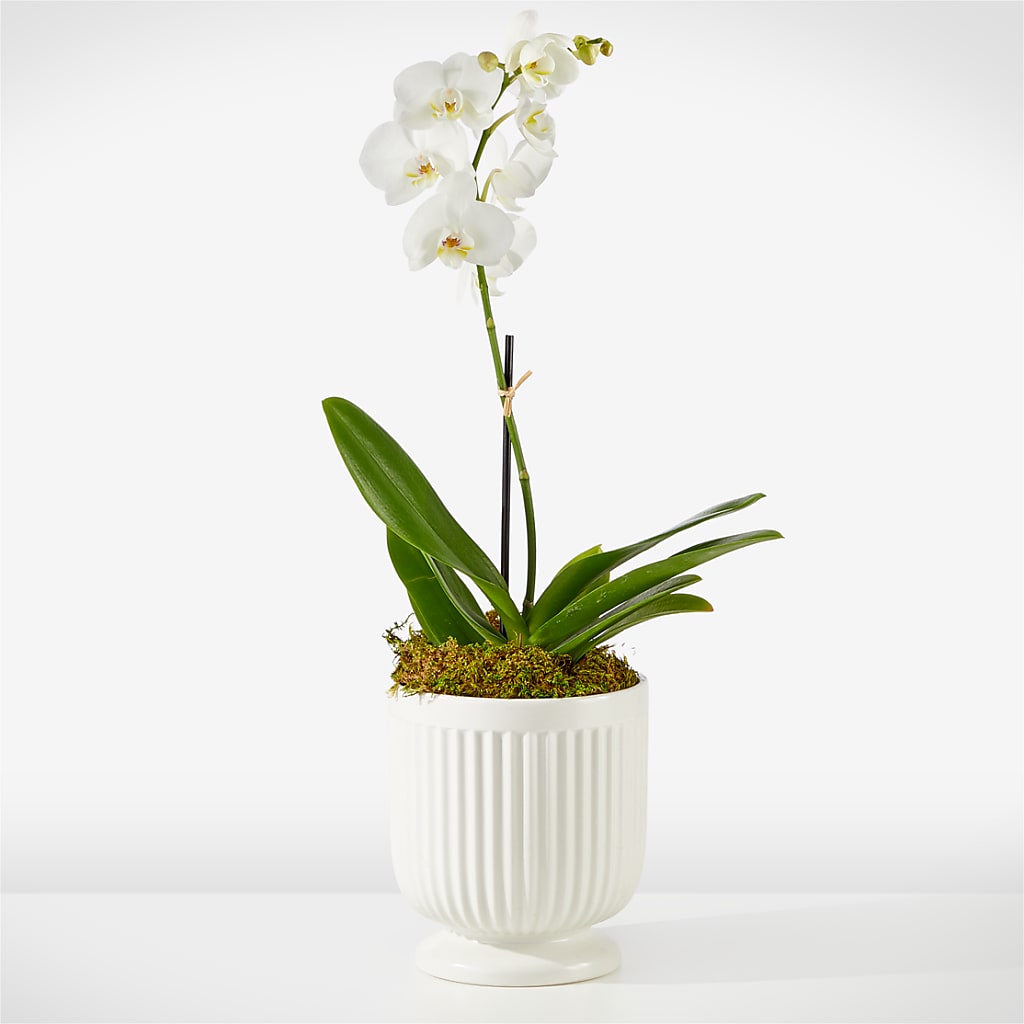 Whispering White Orchid – DOMINO'S BLOOMS, Granbury TX