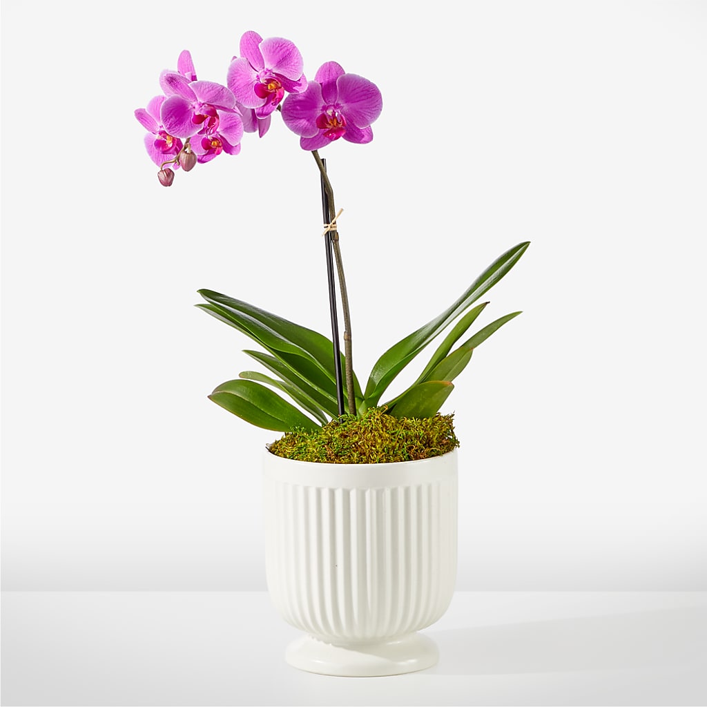Friendly Fuchsia Orchid – DOMINO'S BLOOMS, Granbury TX