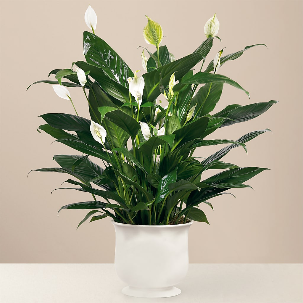 Comfort Planter – DOMINO'S BLOOMS, Granbury TX