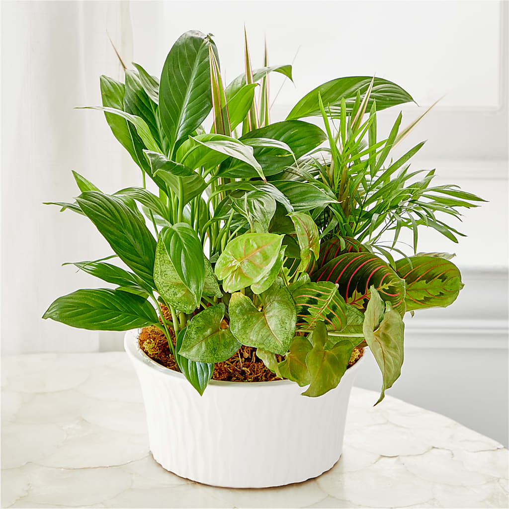 Balance & Harmony Dishgarden – DOMINO'S BLOOMS, Granbury TX