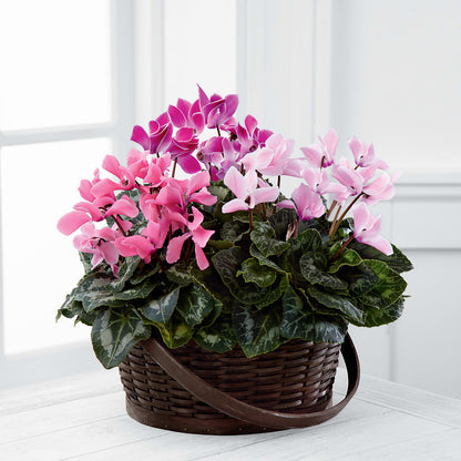 Mixed Cyclamen Planter – DOMINO'S BLOOMS, Granbury TX