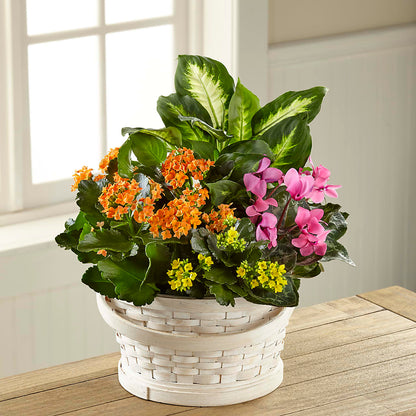 Color Crush Dishgarden – DOMINO'S BLOOMS, Granbury TX