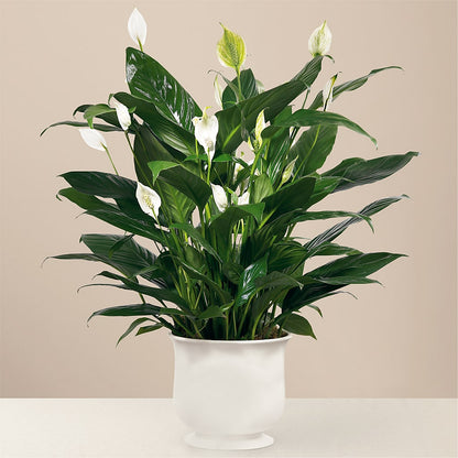 Comfort Planter – DOMINO'S BLOOMS, Granbury TX