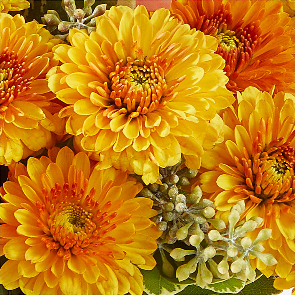 Peachy Pumpkin – DOMINO'S BLOOMS, Granbury TX
