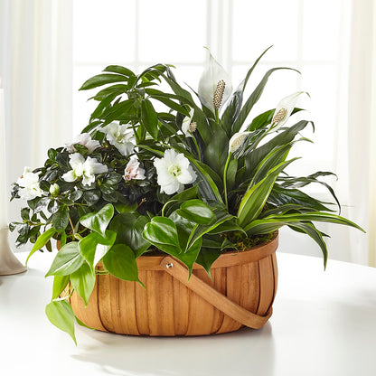 Serene Dishgarden – DOMINO'S BLOOMS, Granbury TX