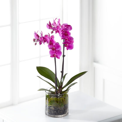 Pink Orchid Plant – DOMINO'S BLOOMS, Granbury TX