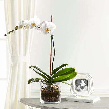 White Orchid Planter – DOMINO'S BLOOMS, Granbury TX