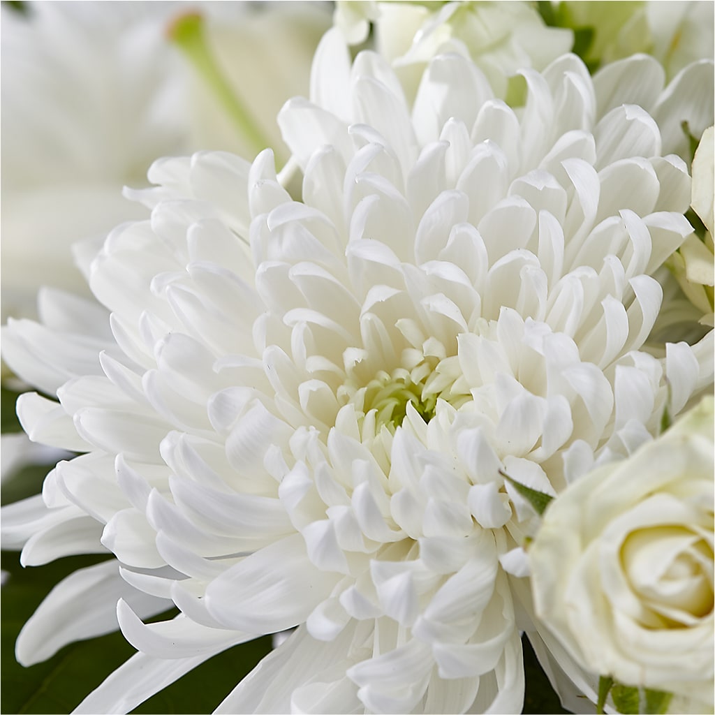 Classic Ivory – A Florist Original – DOMINO'S BLOOMS, Granbury TX